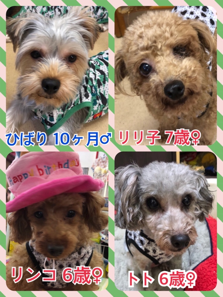 【今日の里親様募集中ワンコ🐶メンバー🐾】2018,7,22